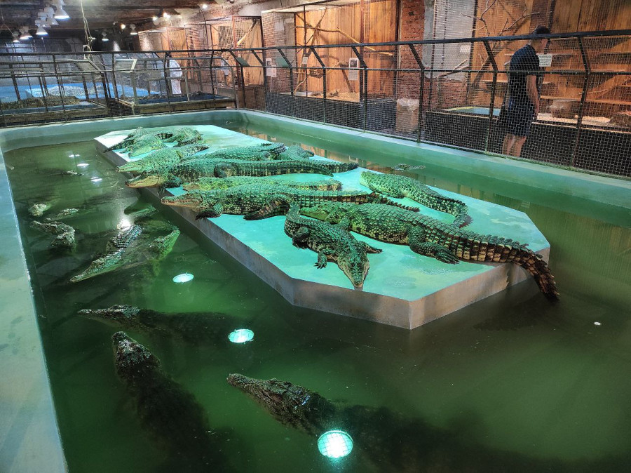 Крокодилы в Экодеревушке
