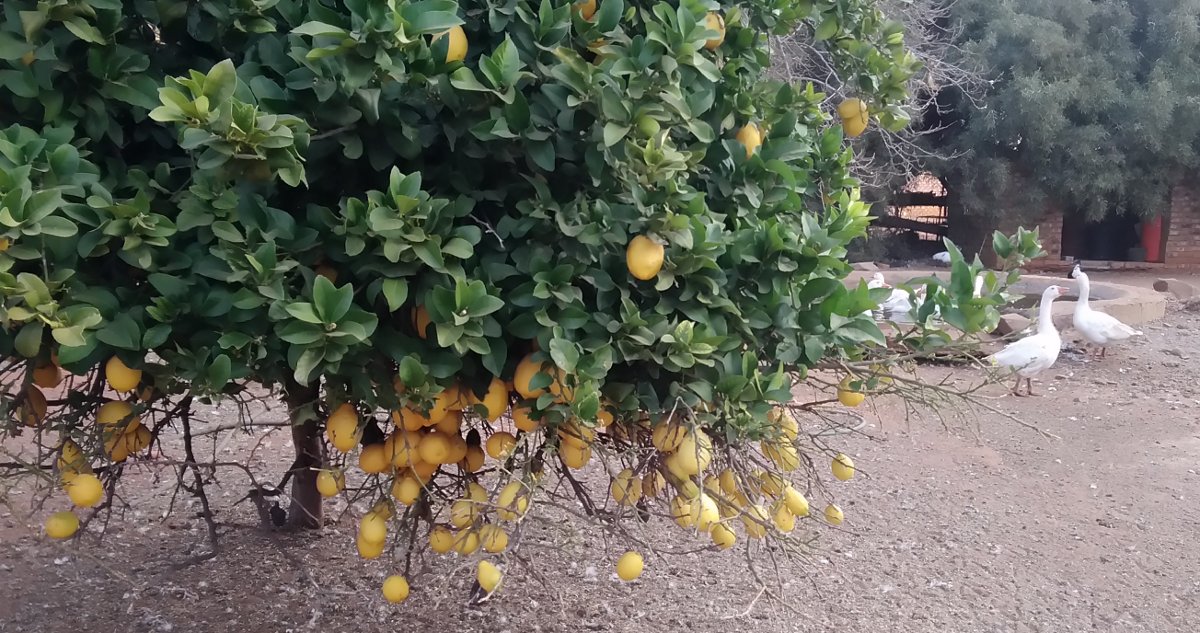 Гуси и лимоны